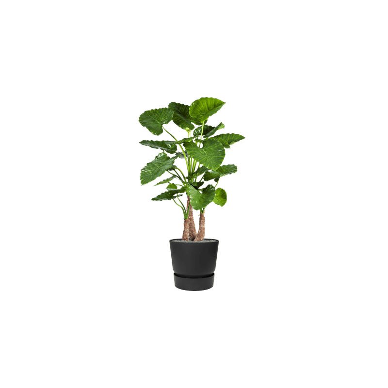 Alocasia Calidora in Elho Greenville Rond Zwart - kunstplant