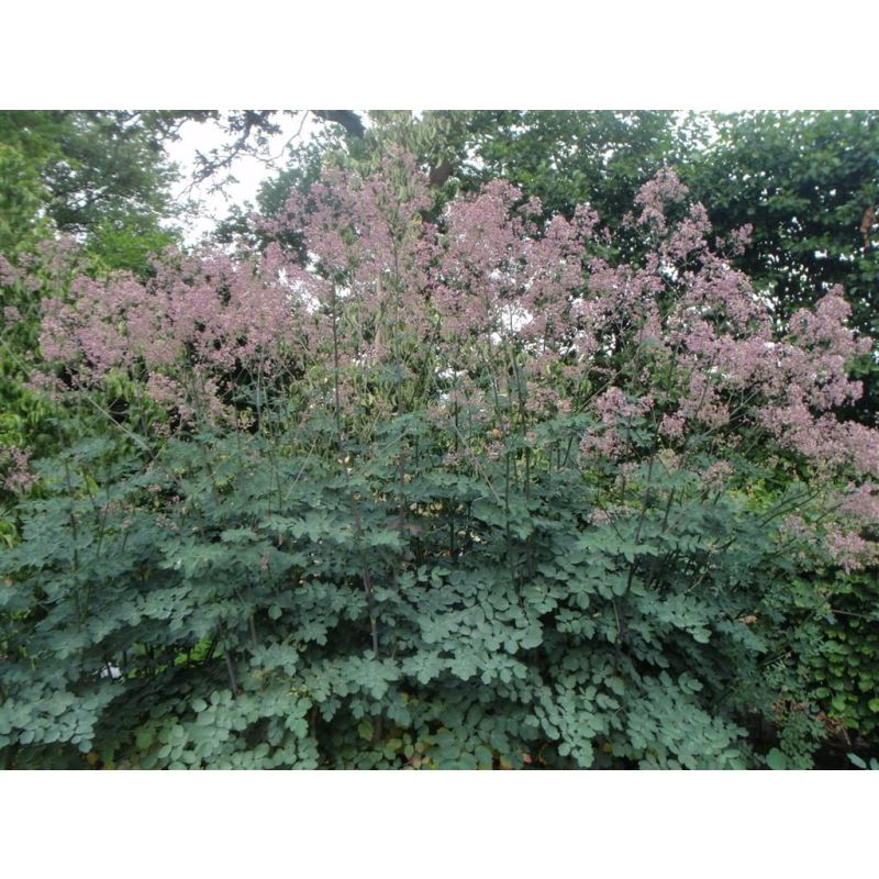 Thalictrum Elin - 6 stuks