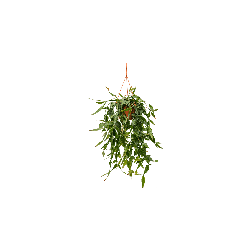 Rhipsalis elliptica