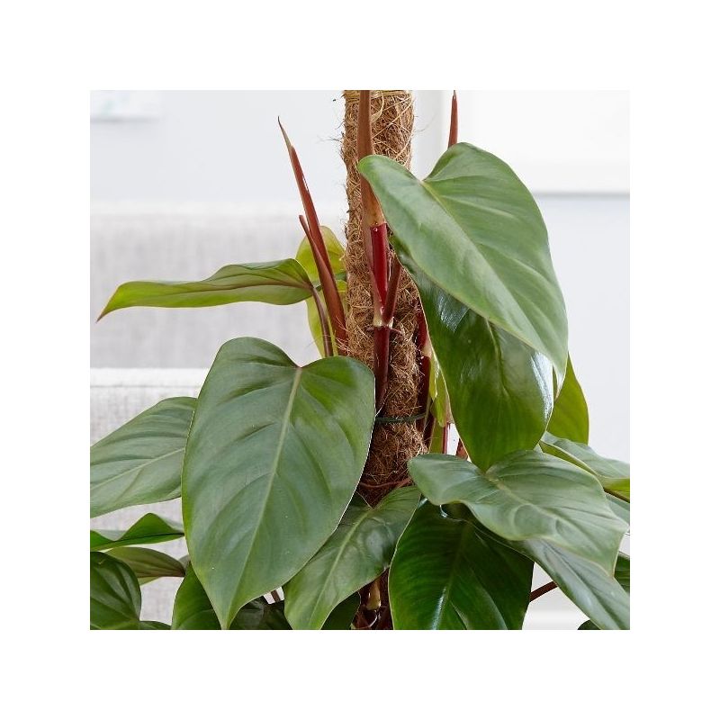 Philodendron Emerald mosstok