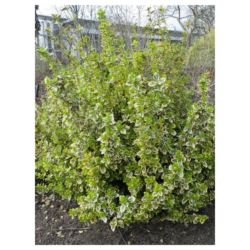 Euonymus Emerald 'n Gold - 6 stuks