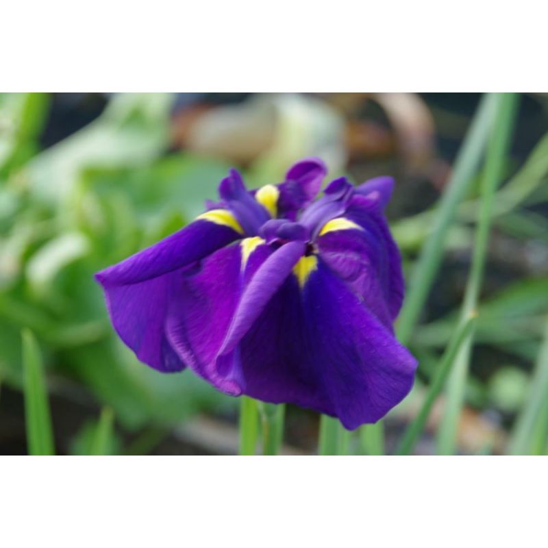 Iris ensata - 6 stuks