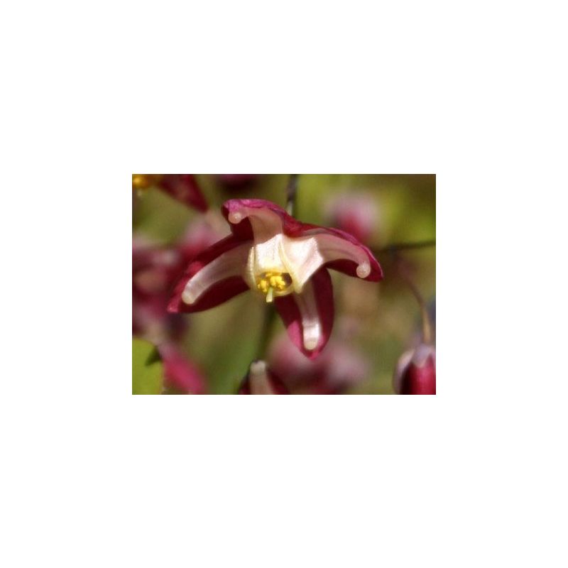 Epimedium rubrum - 6 stuks