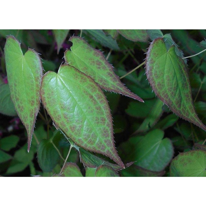 Epimedium rubrum - 6 stuks