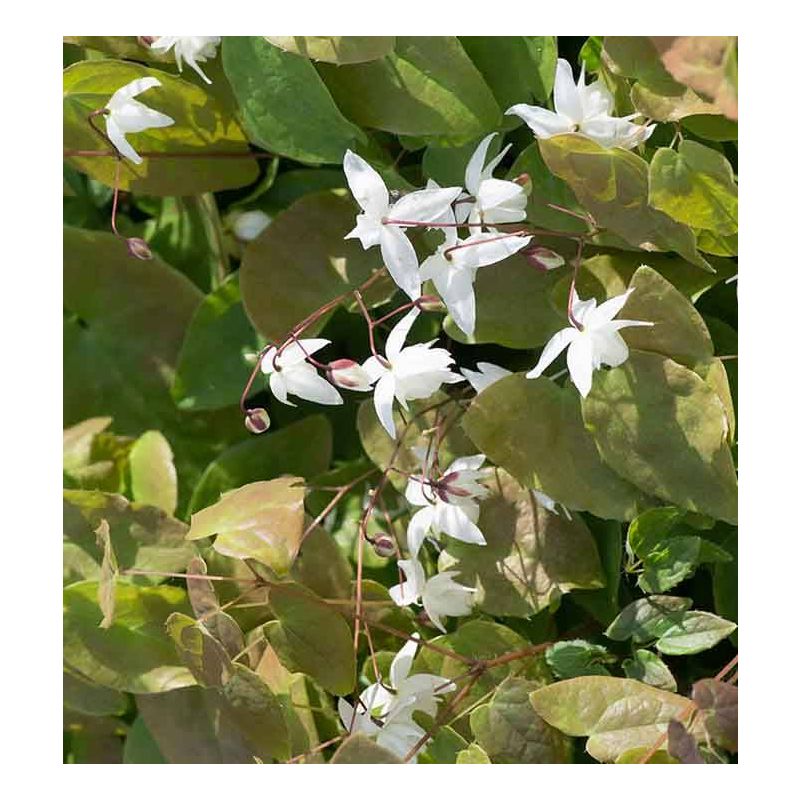 Epimedium Niveum - 6 stuks