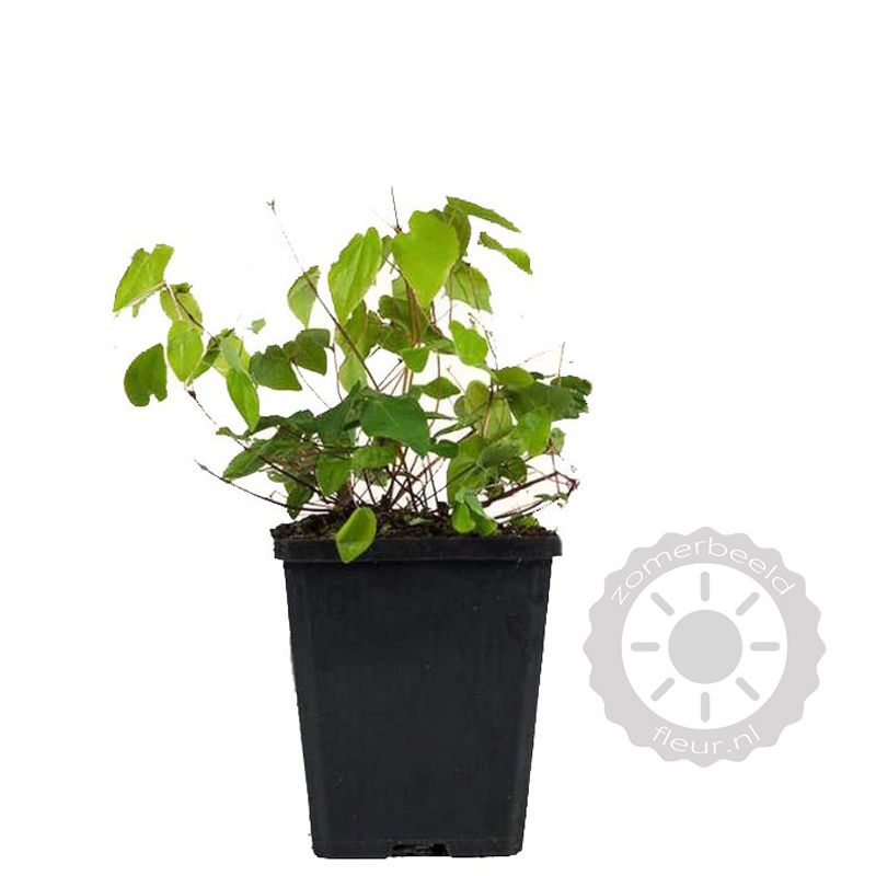 Epimedium Niveum - 6 stuks