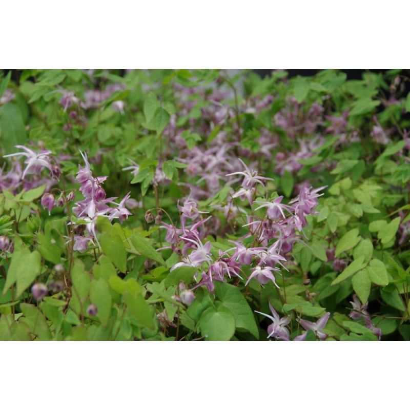 Epimedium Lilafee - 6 stuks