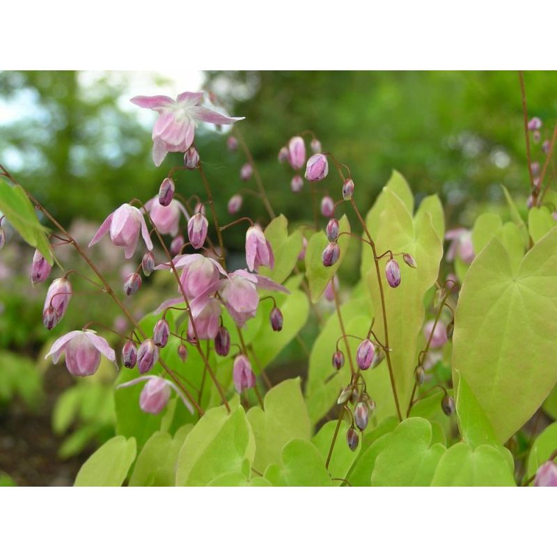 Epimedium Akebono - 6 stuks