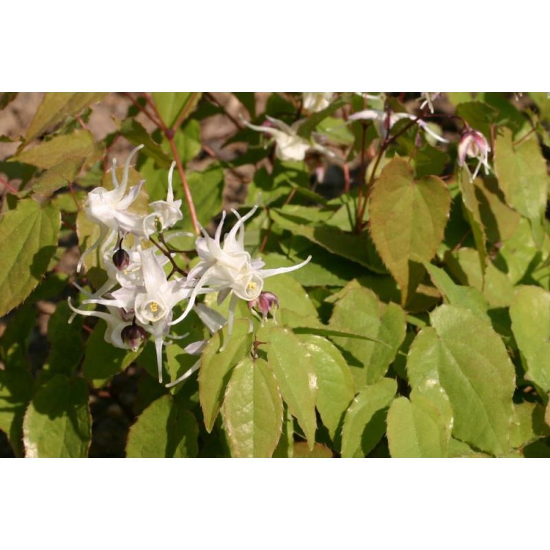 Epimedium grandiflorum - 6 stuks