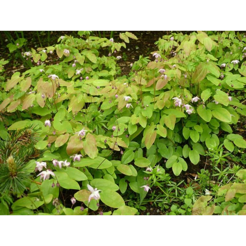 Epimedium Roseum - 6 stuks