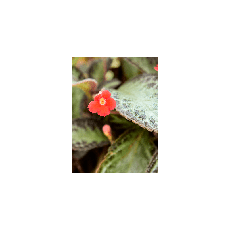 Episcia cupreata