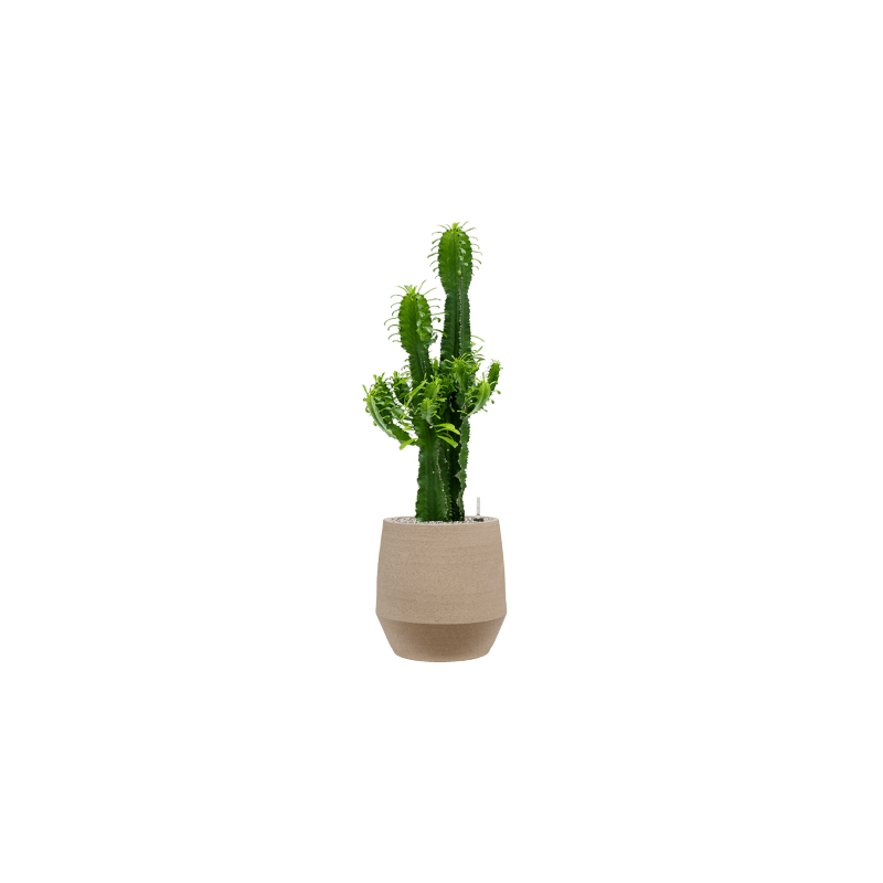 Euphorbia Eritrea