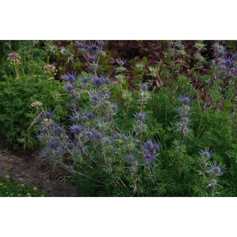 Eryngium bourgatii - 6 stuks