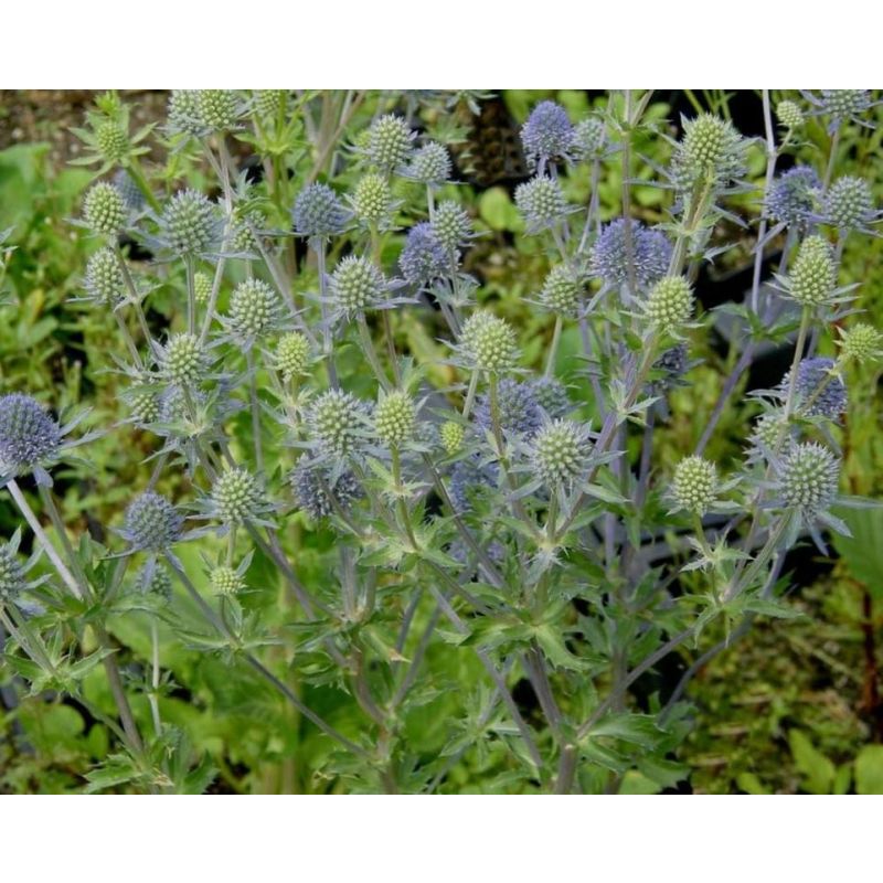 Eryngium Blauer Zwerg - 6 stuks