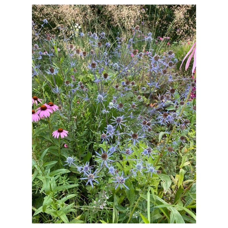 Eryngium planum - 6 stuks