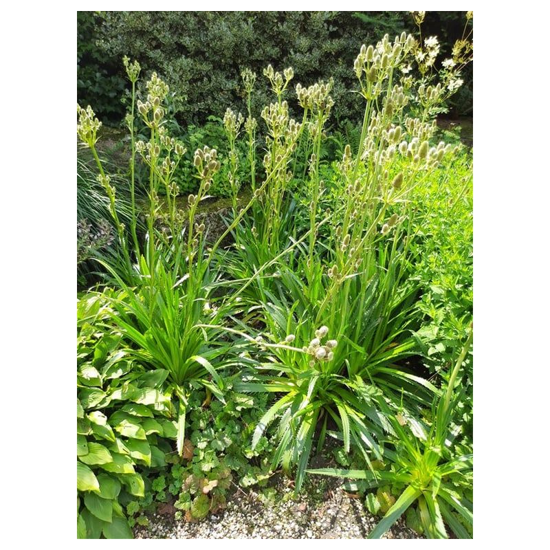 Eryngium yuccifolium - 6 stuks