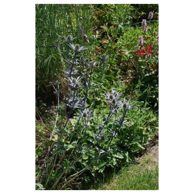 Eryngium Big Blue - 6 stuks