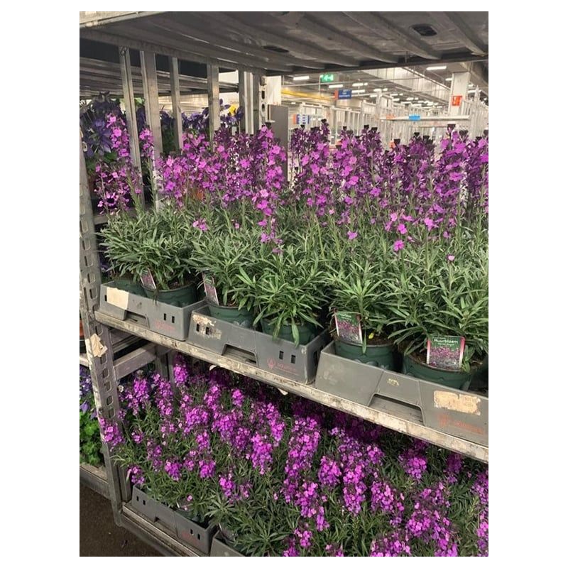 Erysimum Bowles Mauve - 6 stuks