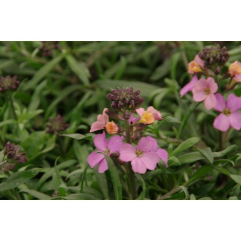 Erysimum Constant Cheer - 6 stuks