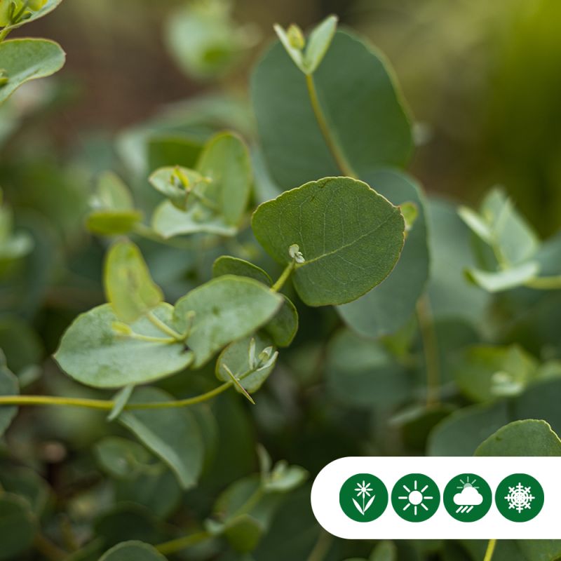 Eucalyptus gunnii - leiboom