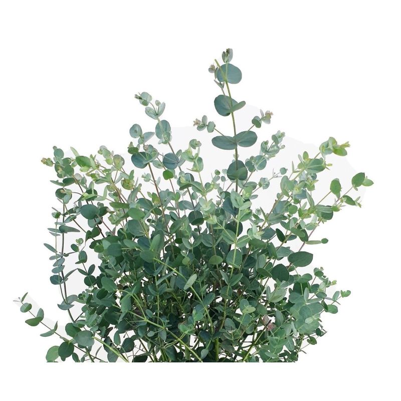 Eucalyptus gunnii op stam