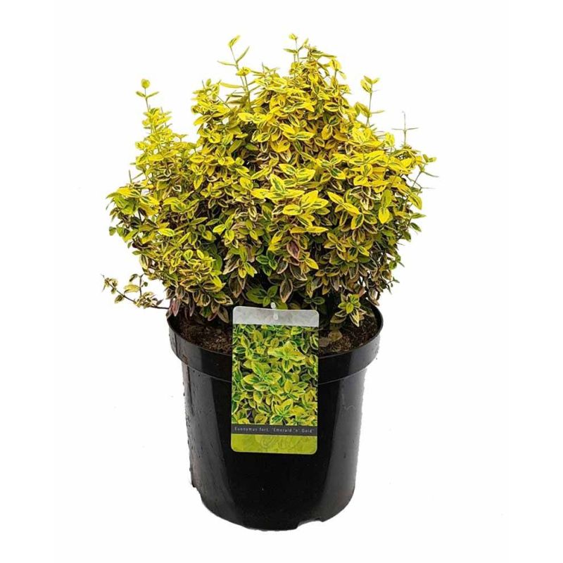 Euonymus Emerald 'n Gold - 6 stuks