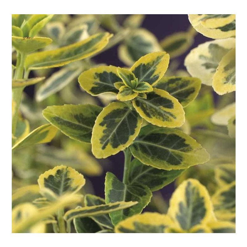 Euonymus Emerald 'n Gold - 6 stuks