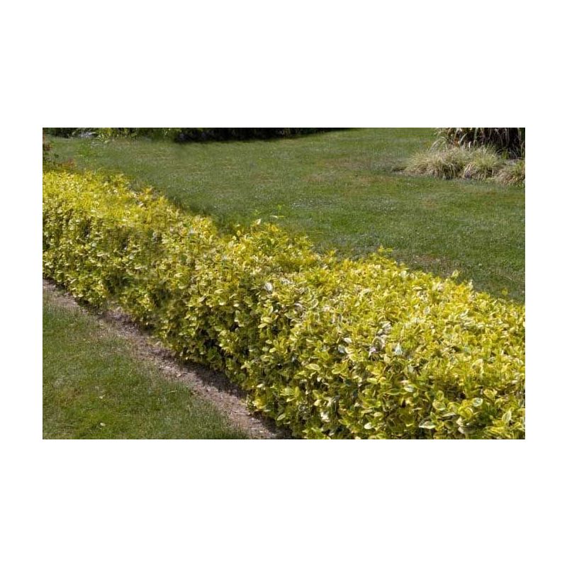 Euonymus Emerald 'n Gold - 6 stuks