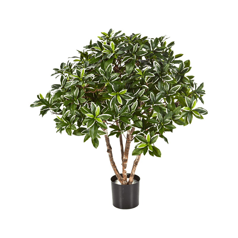 Euonymus Japonicus - kunstplant