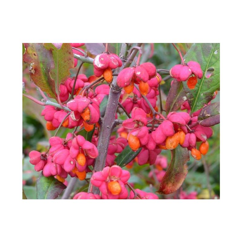 Euonymus Red Cascade