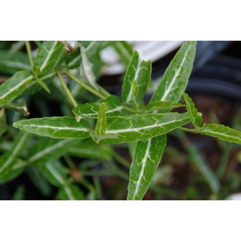 Euonymus Wolong Ghost