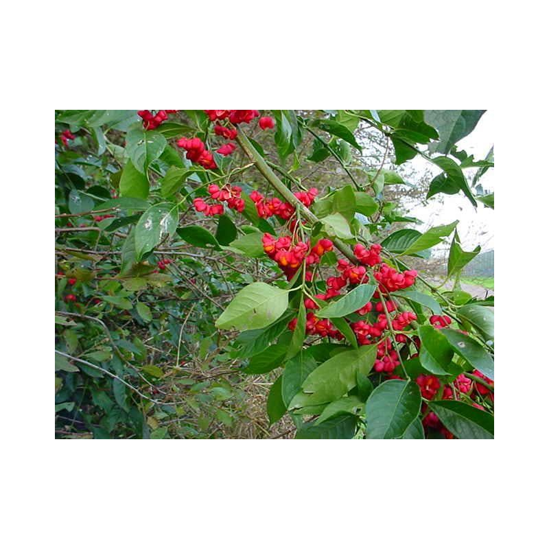 Euonymus europaeus 