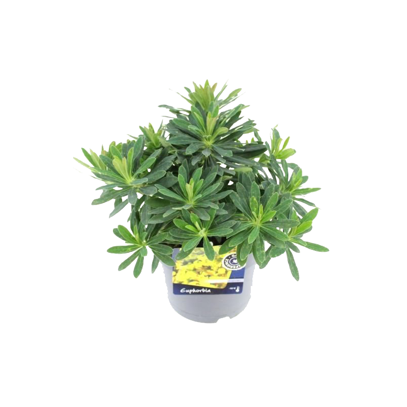 Euphorbia martinii - 6 stuks