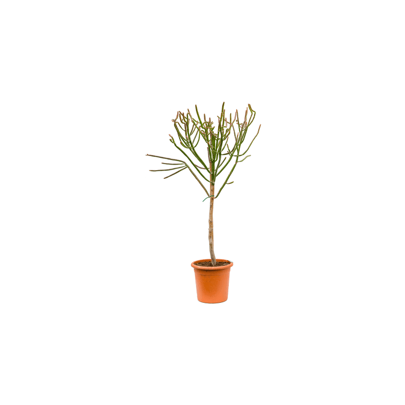 Euphorbia alluaudii