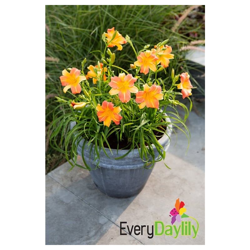 Hemerocallis Everydaylily Punch Yellow - 6 stuks