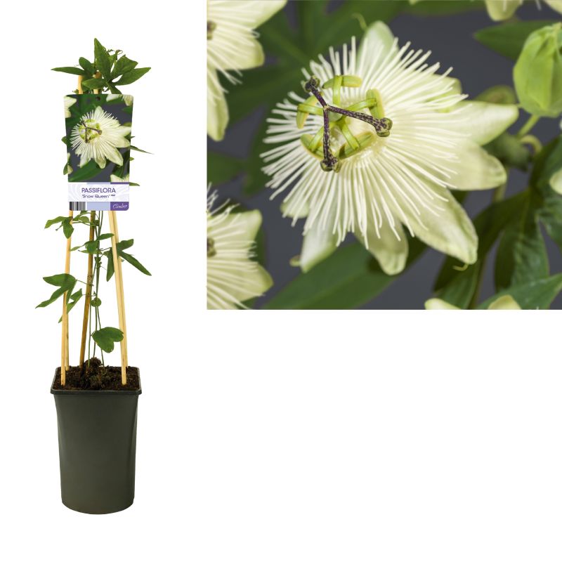 Passiflora Snow Queen