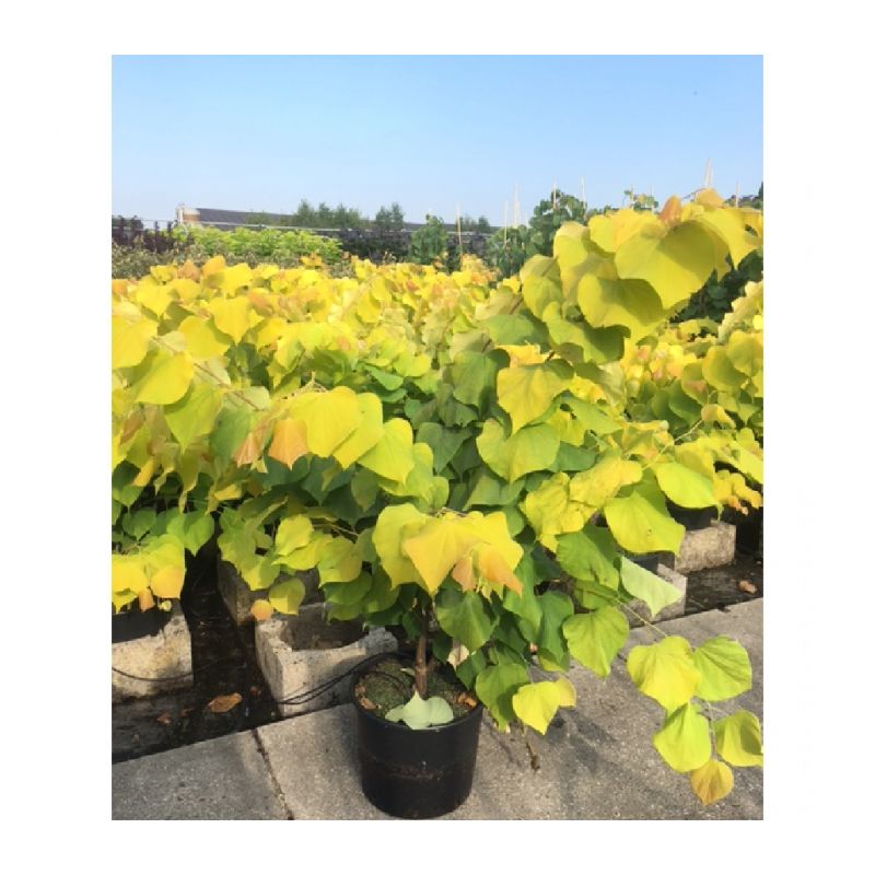 Cercis Canadensis Hearts of Gold - solitair 