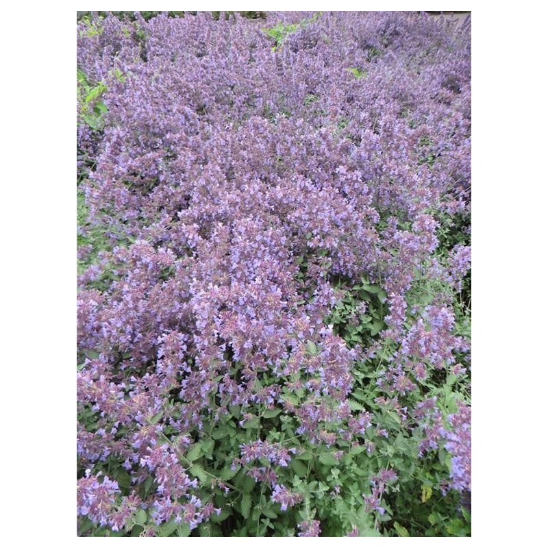 Nepeta faassenii - 6 stuks