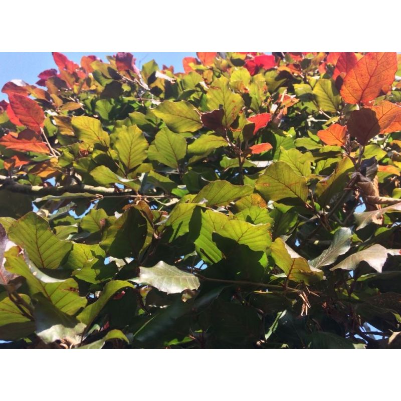 Fagus Sylvatica Atropunicea - piramide