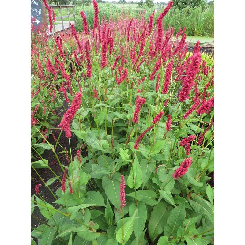 Persicaria Fat Domino - 6 stuks