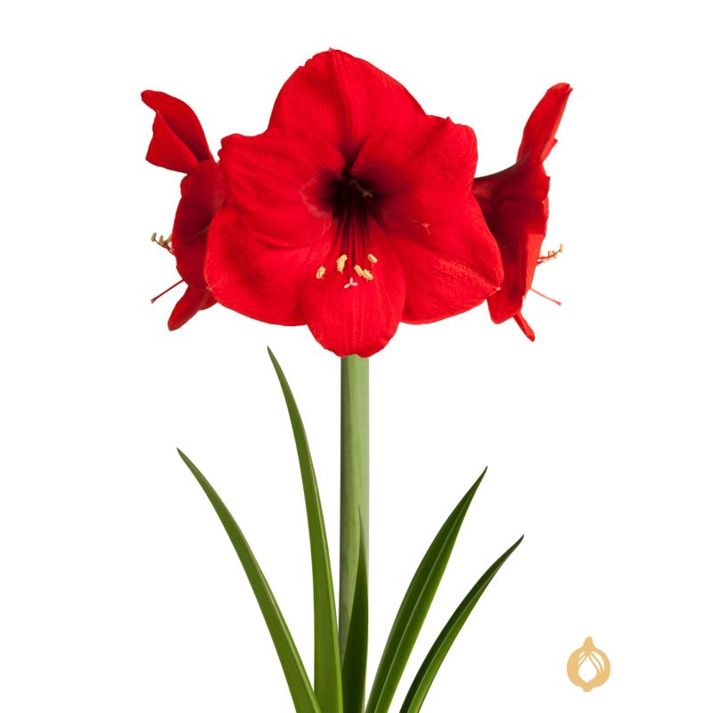 Amaryllis Velvet Bordeaux in Giftbox