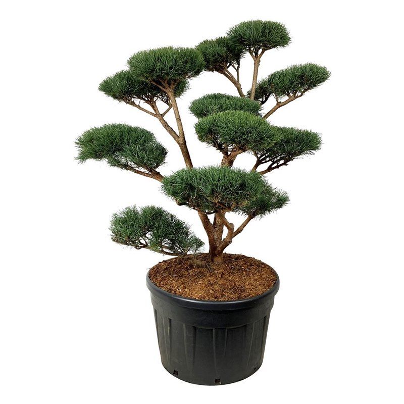 Pinus Sylvestris 'Watereri' - bonsai