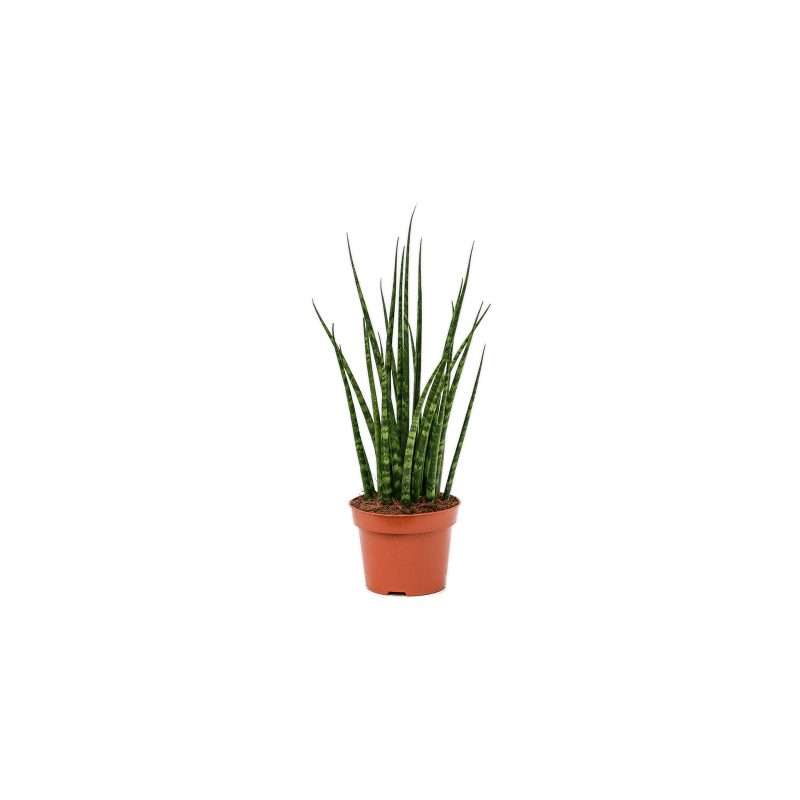 Sansevieria cylindrica Fernwood