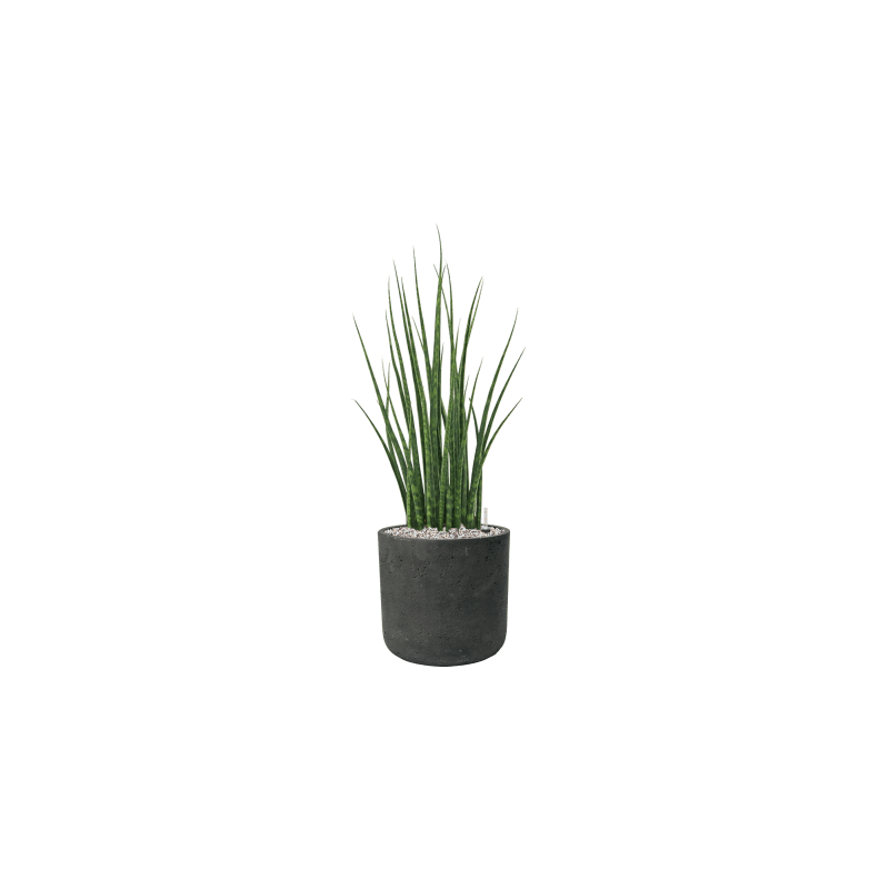 Sansevieria cylindrica Fernwood