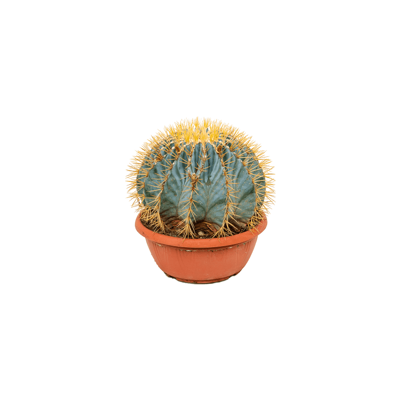 Ferocactus glaucescens