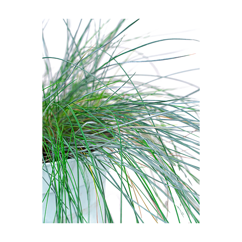 Festuca Intense Blue - 6 stuks