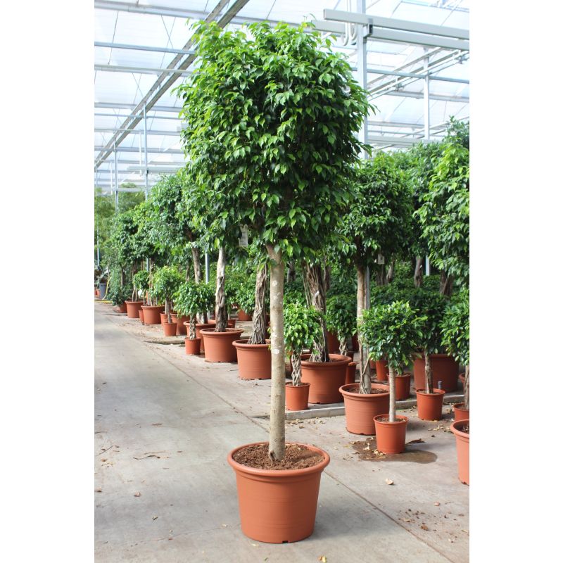 Ficus Benjamina Columnar op stam XXXL