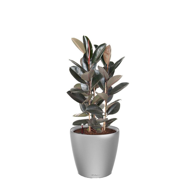 Ficus Abidjan in watergevende Classico zilver