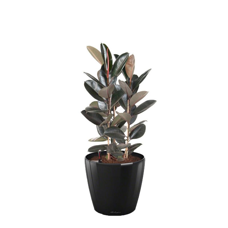 Ficus Abidjan in watergevende Classico zwart