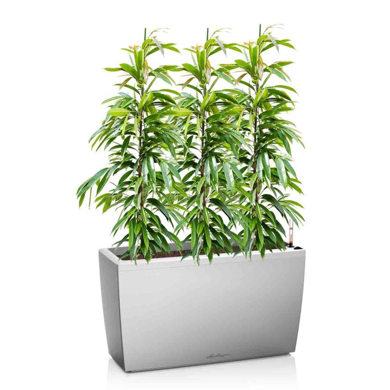 Ficus Amstel King in watergevende Cararo zilver